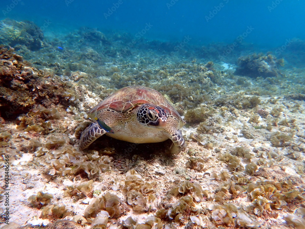 sea turtle in the coast near waters at moalboal sea turtle in the coast near waters at moalboal