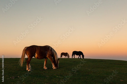 Minimalistic view of horses pasturing on top of a mountan at dusk