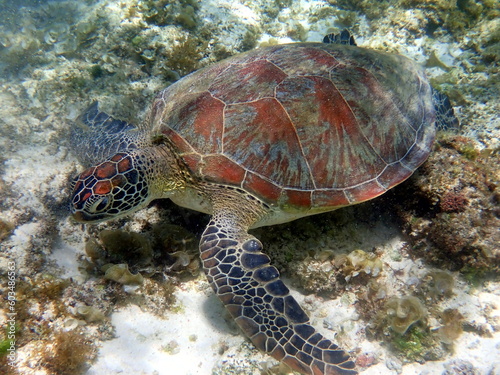 sea turtle in the coast near waters at moalboal