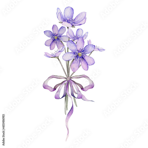Watercolor spring flowers isolated on white background. Scilla. Coppice, hepatica - first spring flowers. Illustration of delicate lilac flowers. Primroses, the anemones. forest flowers liverwort photo