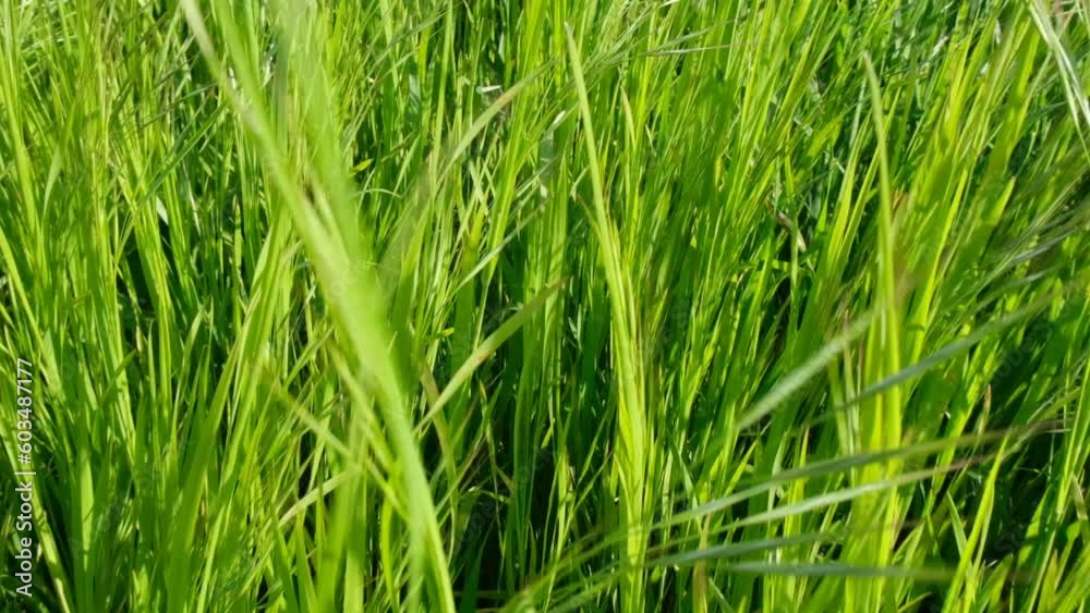 bright green grass in the garden. Slow camera movement, the movement of tall grass in the wind. Feed for cows and goats. Juicy plant food bright green grass in the garden. Slow camera movement, the movement of tall grass in the wind. Feed for cows and goats. Juicy plant food