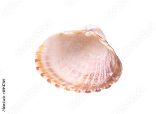 Brown seashell, transparent background