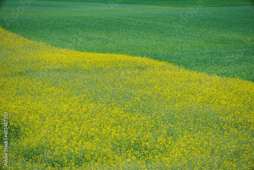 Pofalowane pola pełne żółtych kwiatów.