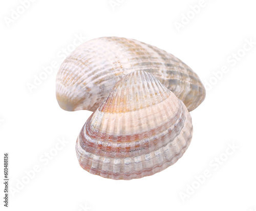 Two seashells, transparent background