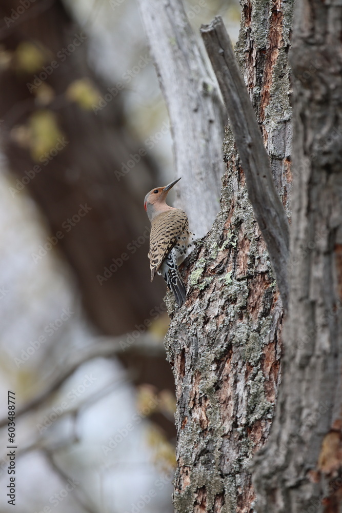 Obraz premium A northern flicker climbing a tree in Westchester County, New York