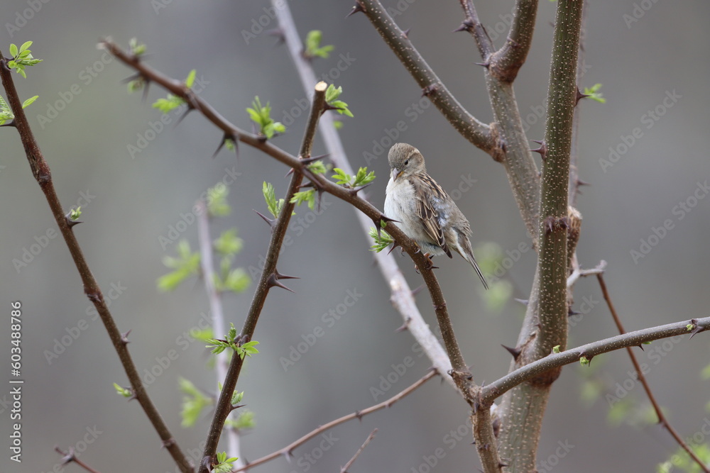 Female house sparrow sitting in a budding black locust tree in early springtime Female house sparrow sitting in a budding black locust tree in early springtime