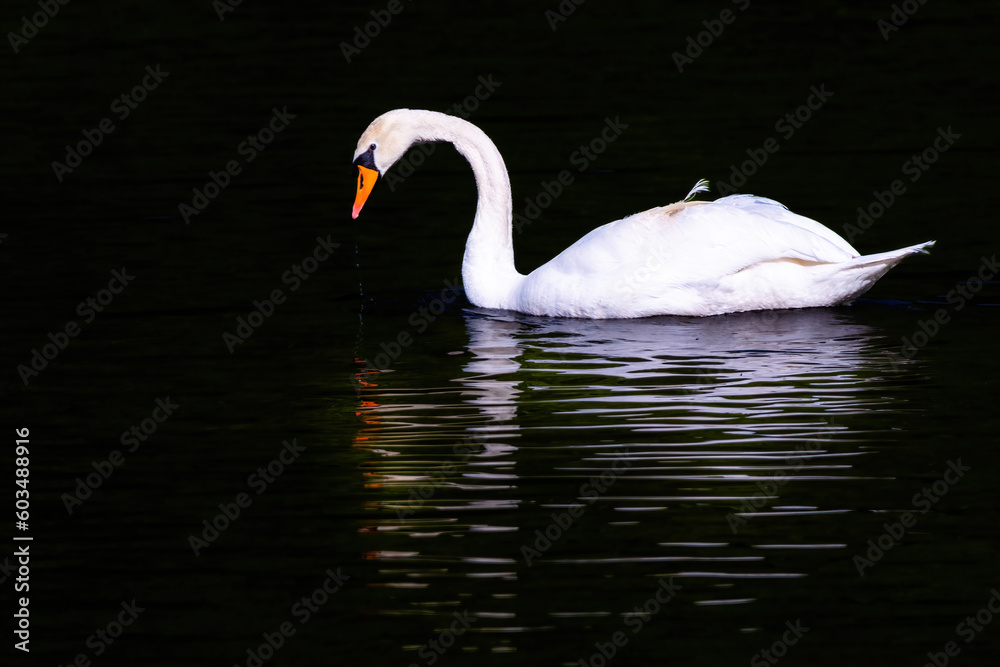 Fototapeta premium beautiful white swan floating on calm water