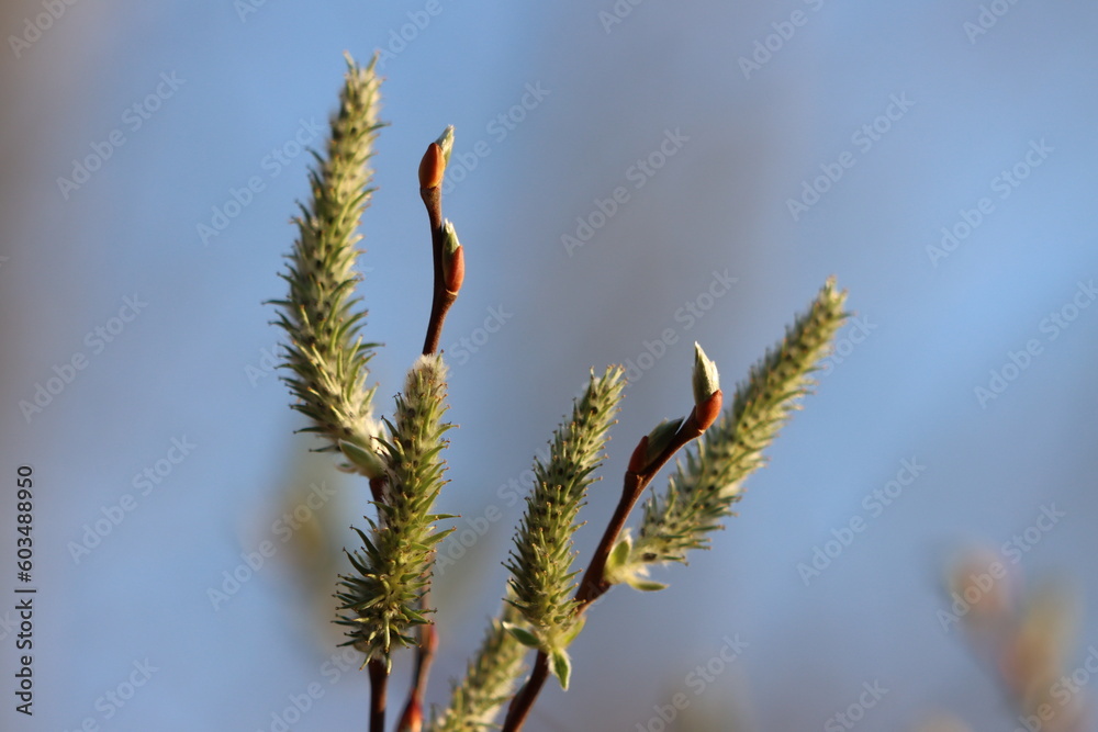 Naklejka premium Closeup of interesting pussy willows in springtime