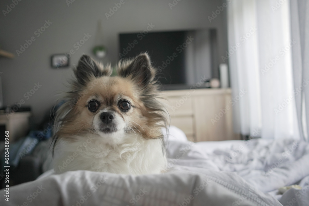 Chihuahua has lain down in the bedroom looking at the camera
