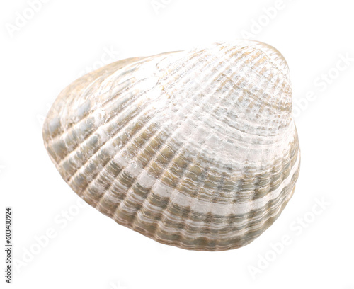 Gray seashell, transparent background