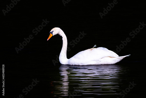 Fototapeta Naklejka Na Ścianę i Meble -  beautiful white swan floating on calm water
