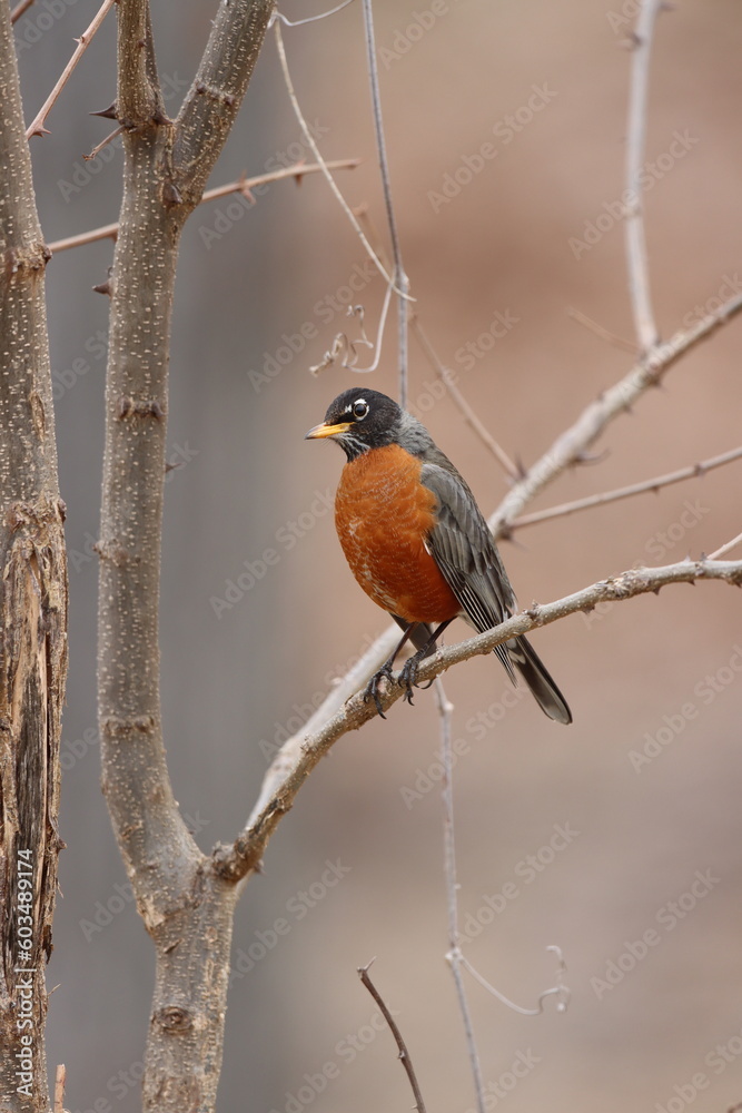An American robin sitting in a bare tree in early spring in New York An American robin sitting in a bare tree in early spring in New York