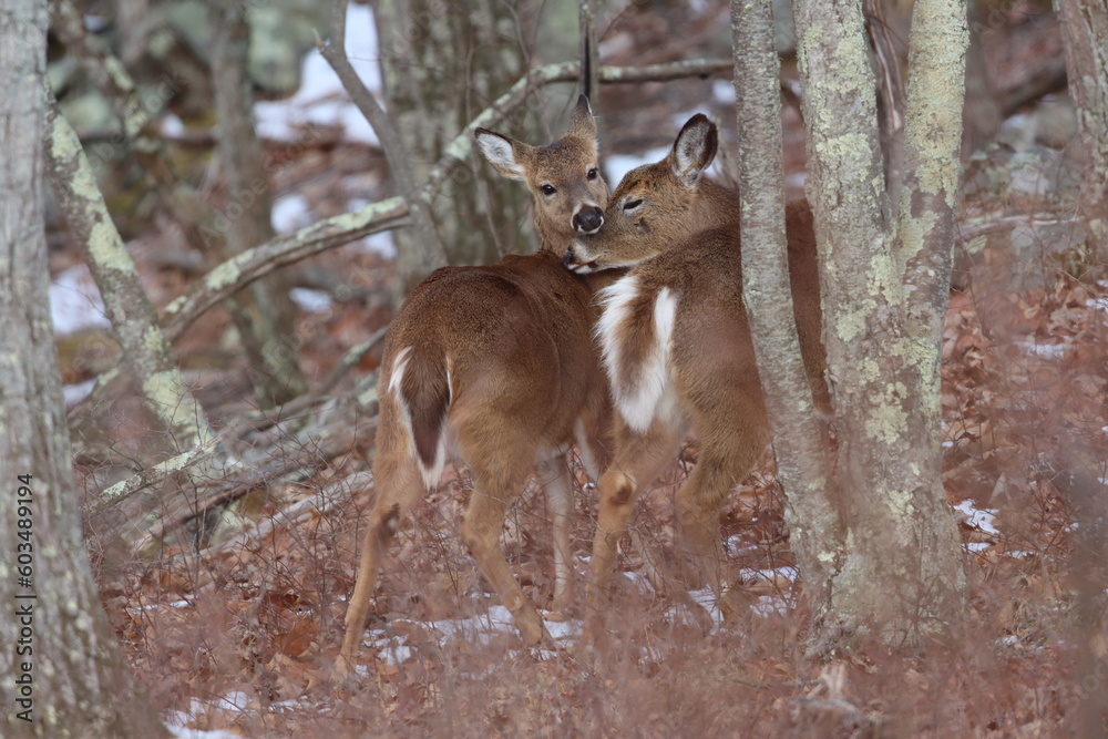 A sweet moment between a whitetail doe and her yearling A sweet moment between a whitetail doe and her yearling