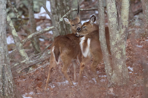 A sweet moment between a whitetail doe and her yearling