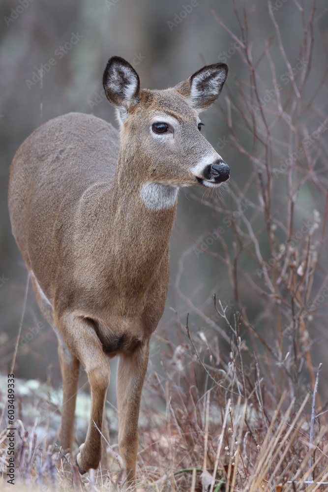 A whitetail deer in Westchester County, NY, in late winter A whitetail deer in Westchester County, NY, in late winter