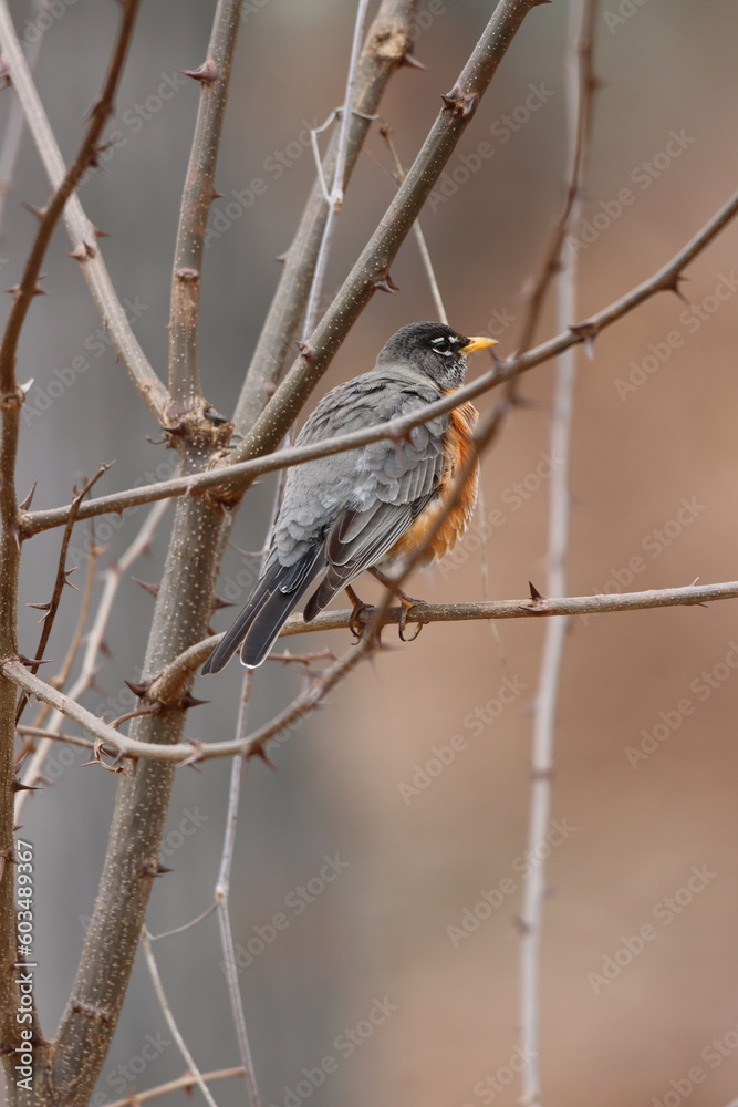 An American robin in a thorny black locust tree An American robin in a thorny black locust tree