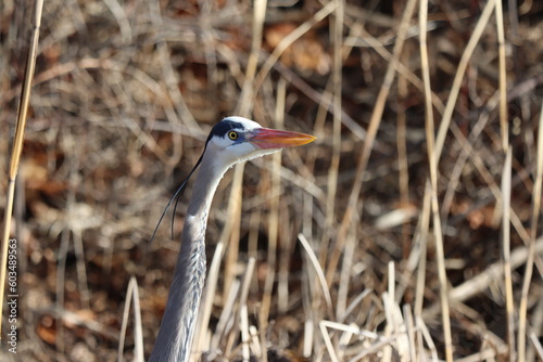 Closeup of a great blue heron's head and neck among tall grasses