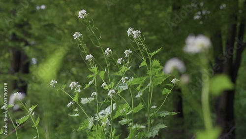 Garlic mustard or Alliaria petiolata edible wild plant growing in the forest at springtime, black ants walk on the plant.   photo