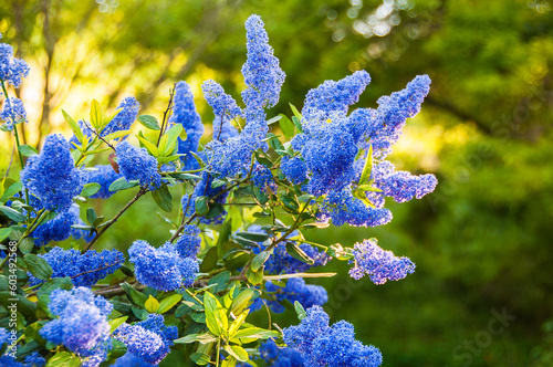 Blue lilac flowers against a green background
