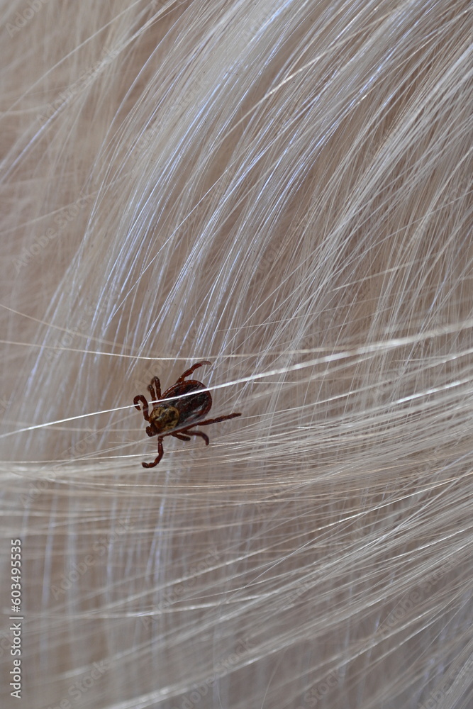 black tick on the white coat of a dog, tick bite to a dog, treatment of a dog after a parasite
