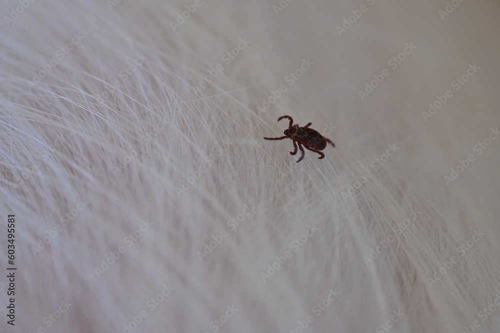 black tick on the white coat of a dog, tick bite to a dog, treatment of