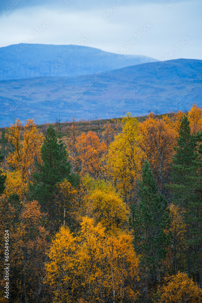 Telephoto shot of a forest woodlands of arctic northern scandinavia in a peak of autumn colors