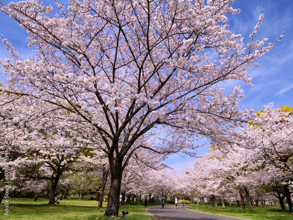 舎人公園　満開の桜　東京都