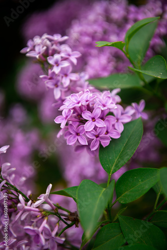 Lilac garden trees close up macro flowers   nature spring time with free space text