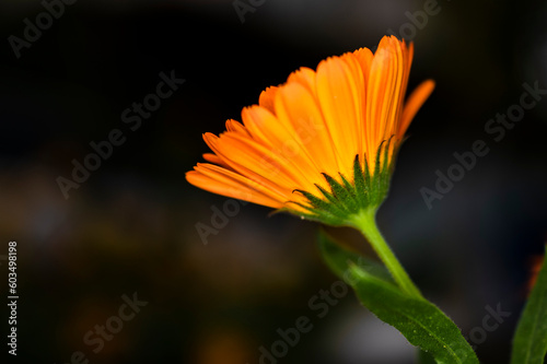 Yellow Bodrum Daisy  Osteospermum Eclonis 