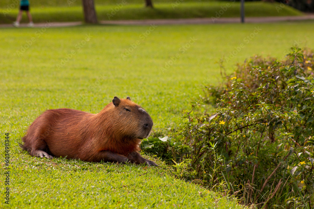 Fototapeta premium Capivara no Parque Barigui em Curitiba - PR