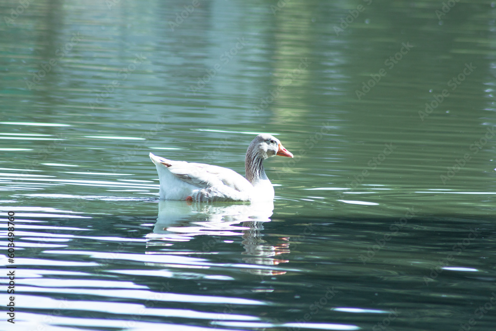 Pato no lago do Parque Barigui em Curitiba - PR Pato no lago do Parque Barigui em Curitiba - PR