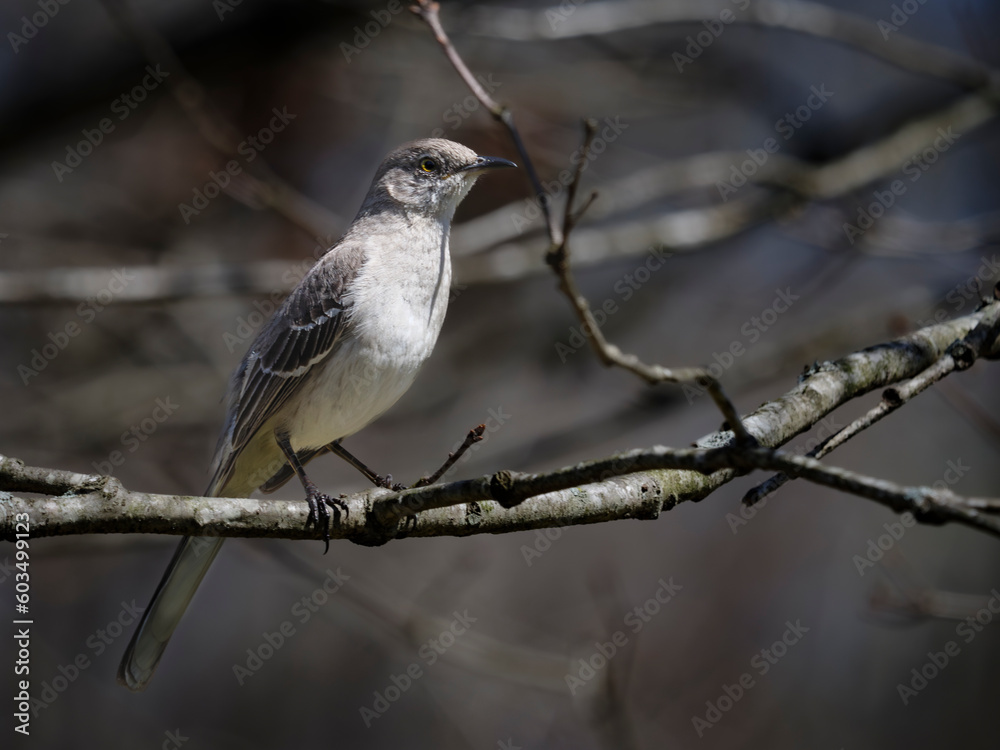 Northern Mockingbird in Tennessee forest Northern Mockingbird in Tennessee forest