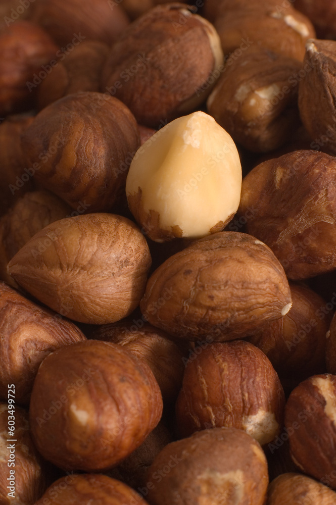 multiple filbert nuts background, one nut is different multiple filbert nuts background, one nut is different