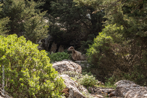 sheep goat in the moutains kos greece forest 