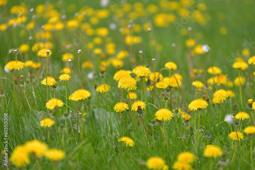 Several beautiful yellow dandelions on the lawn