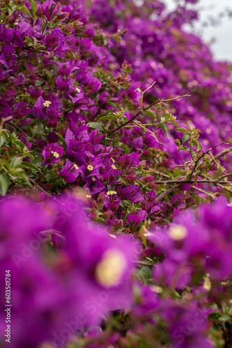 beautiful flowers bougainvillea tree kos town island greece Mediterranean travel postcard wallpaper pink red purple magenta 