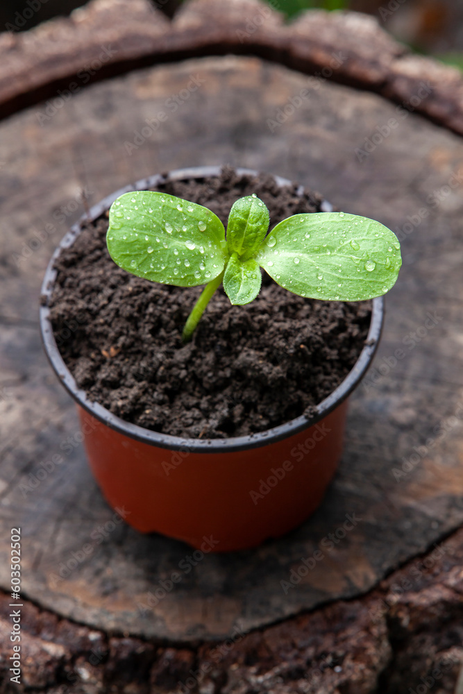 Pot with sunflower sprout on a stump.