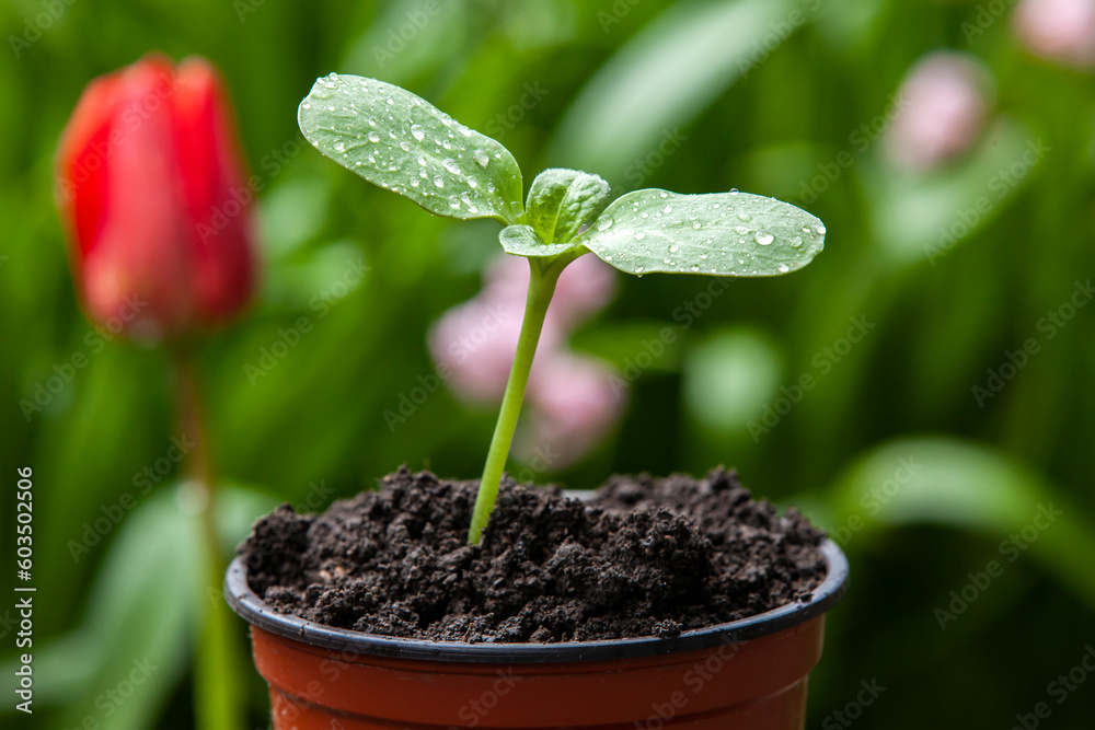 A pot with a sunflower sprouts in the garden.