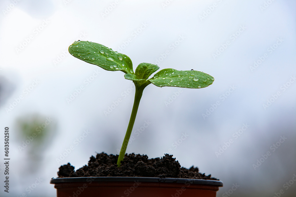 A pot with a sunflower sprout on a stump. Close-up.