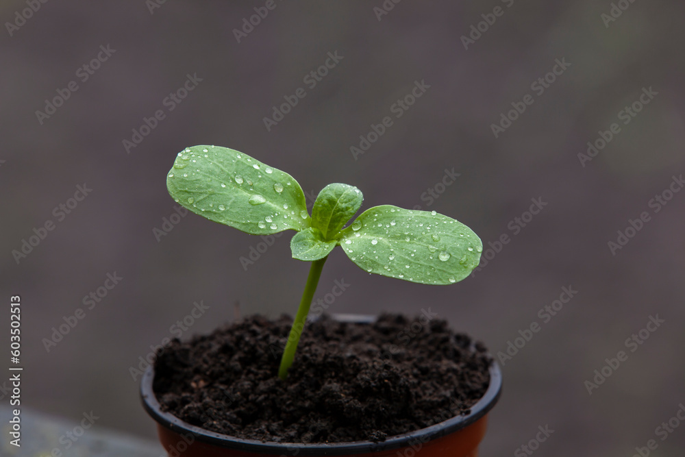 A pot with a sunflower sprout on a stump. Close-up.