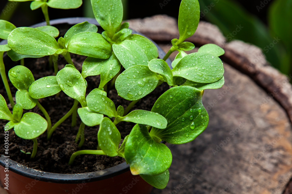 Pot with sunflower sprouts on a stump. Close-up. Copy space.