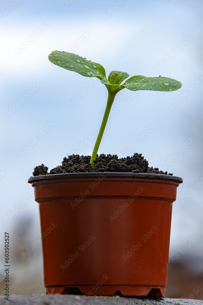 A pot with a sunflower sprout.