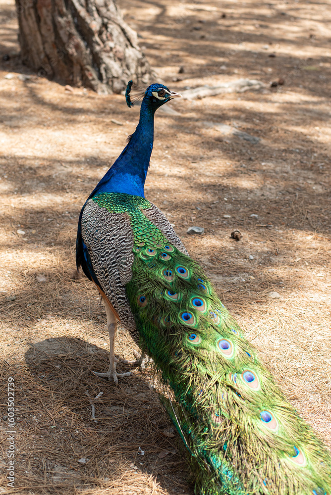 Obraz premium beautiful peacock portrait bird big proud feather blue green shiny shine elegant greece plaka forest wild wildlife fauna europe woods male mating season tail dancing dance courtship display wallpaper