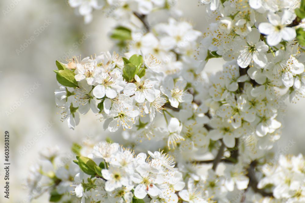 Cherry tree blooms profusely in the spring