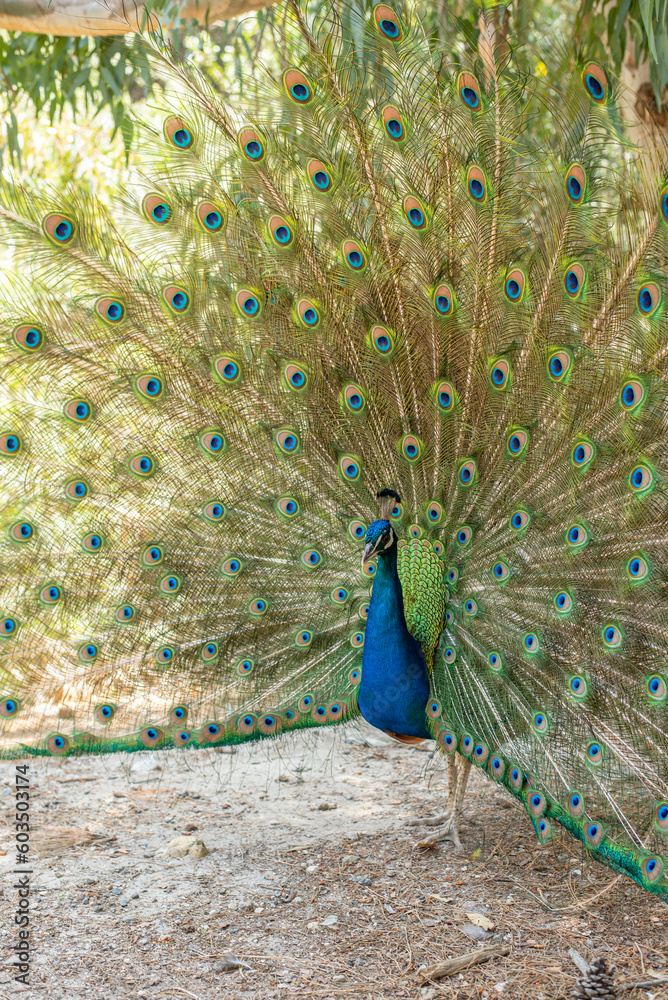 Obraz premium beautiful peacock portrait bird big proud feather blue green shiny shine elegant greece plaka forest wild wildlife fauna europe woods male mating season tail dancing dance courtship display wallpaper