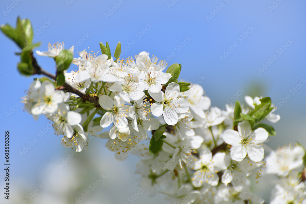 Cherry tree blooms profusely in the spring