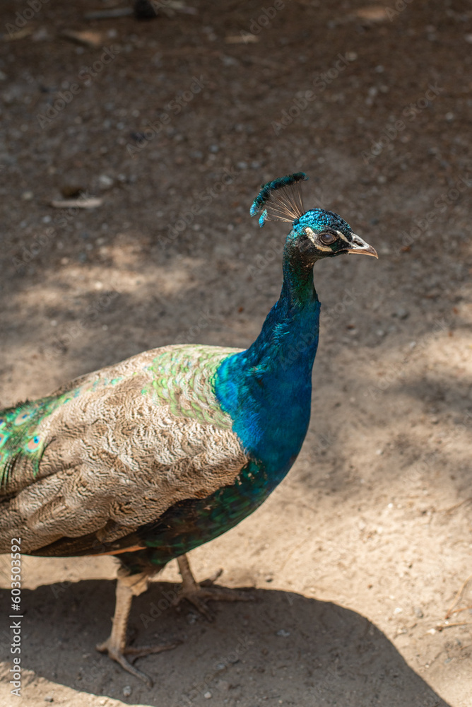 Obraz premium beautiful peacock portrait bird big proud feather blue green shiny shine elegant greece plaka forest wild wildlife fauna europe woods male mating season tail dancing dance courtship display wallpaper