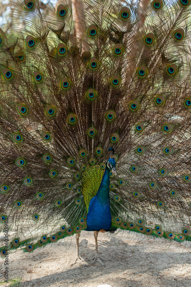 Fototapeta premium beautiful peacock portrait bird big proud feather blue green shiny shine elegant greece plaka forest wild wildlife fauna europe woods male mating season tail dancing dance courtship display wallpaper
