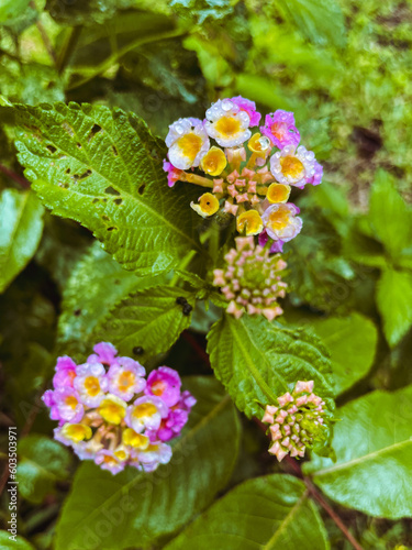 Wallpaper Mural small wild flowers on a garden  Torontodigital.ca