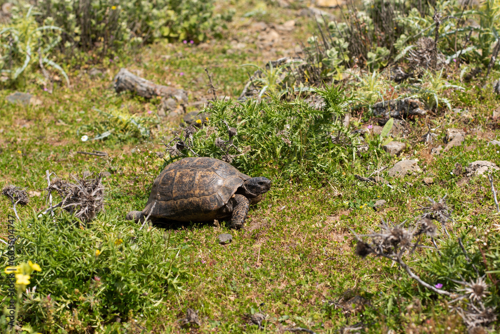 Obraz premium turtle tortoise on a rocky path in the mountains greece kos island dikeos mountain wildlife